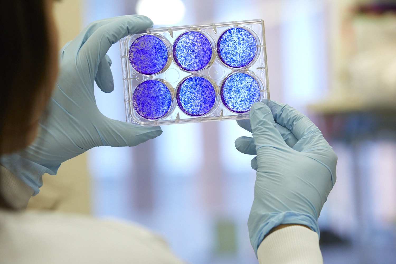 Cells on a plate science research