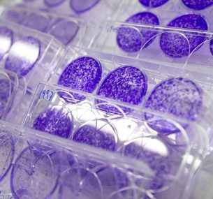 research purple cell plates