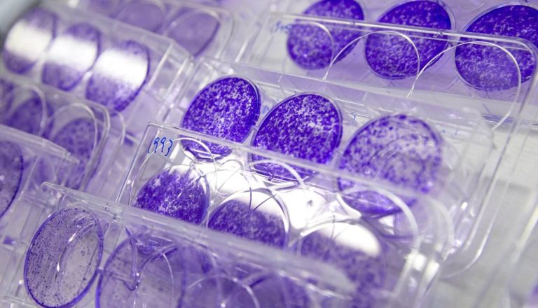 research purple cell plates