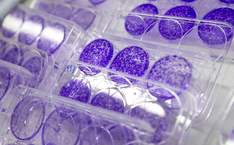 research purple cell plates