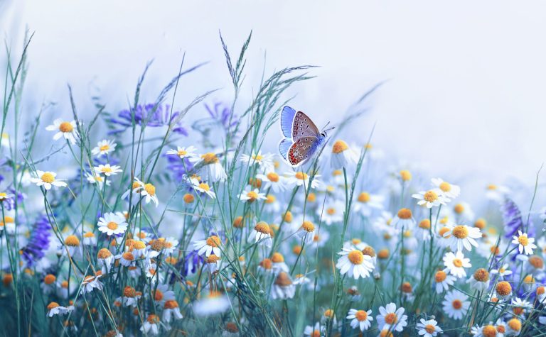 Beautiful,Wild,Flowers,Chamomile,,Purple,Wild,Peas,,Butterfly,In,Morning