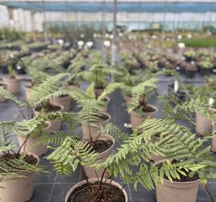 Chelsea plants in nursery 2