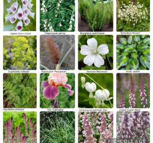 collage of flowers 2