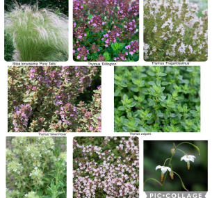 collage of flowers 24