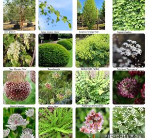collage of flowers